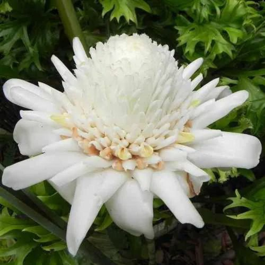 White Torch Ginger Flowering Live Plant