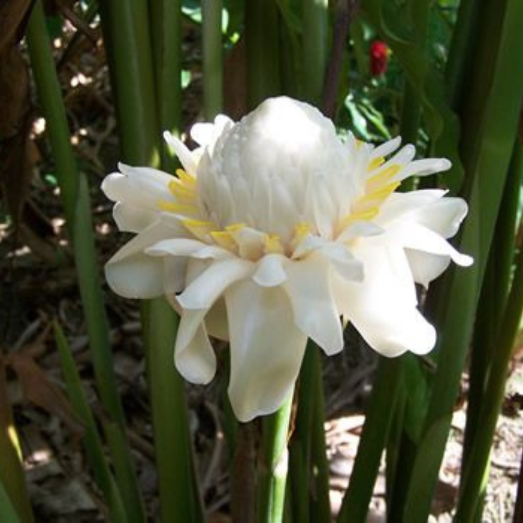 White Torch Ginger Flowering Live Plant