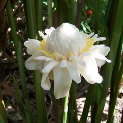 White Torch Ginger Flowering Live Plant