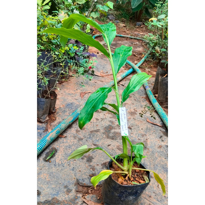 White Torch Ginger Flowering Live Plant