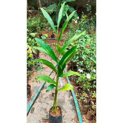White Torch Ginger Flowering Live Plant
