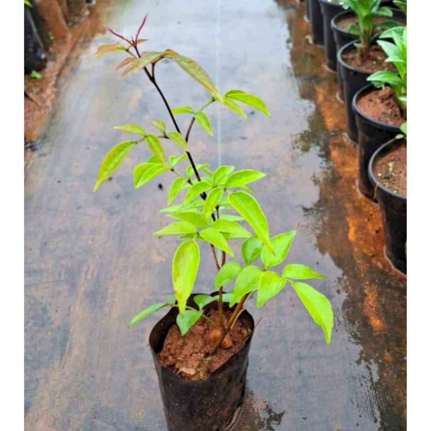 Wonga Wonga Vine / Ruby Belle (Pandorea pandorana) Rare Flowering Creeper Live Plant