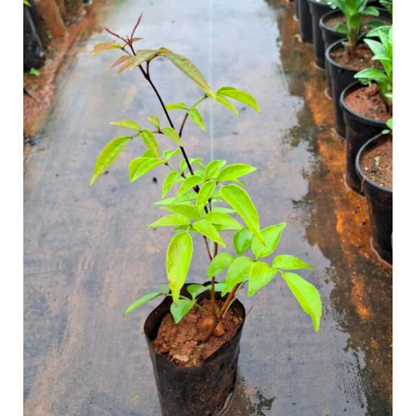 Wonga Wonga Vine / Ruby Belle (Pandorea pandorana) Rare Flowering Creeper Live Plant