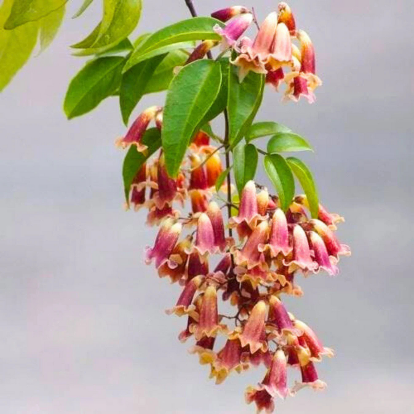 Wonga Wonga Vine / Ruby Belle (Pandorea pandorana) Rare Flowering Creeper Live Plant