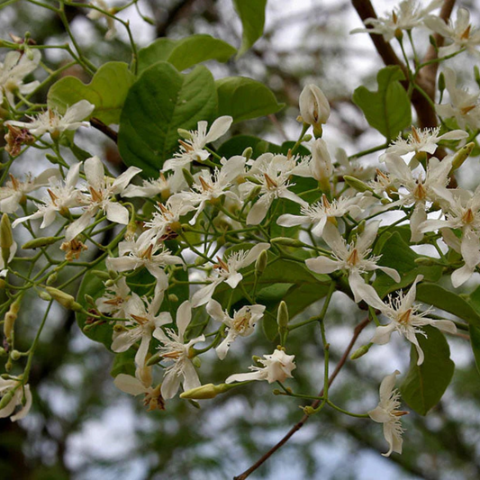 Wrightia Tinctoria Fragrant Flowering Live Plant