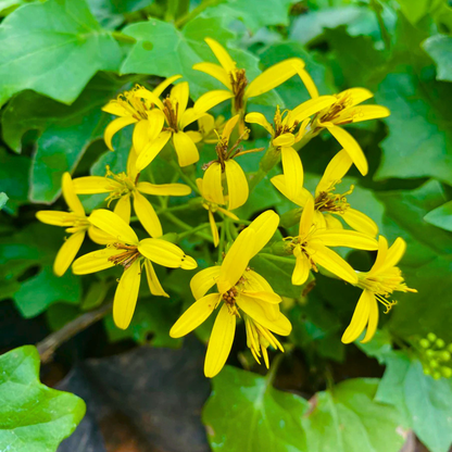 Yellow Bridal Bouquet (Cape Ivy Flower) Live Plant