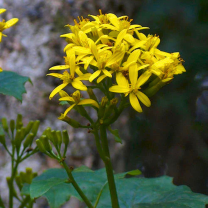 Yellow Bridal Bouquet (Cape Ivy Flower) Live Plant