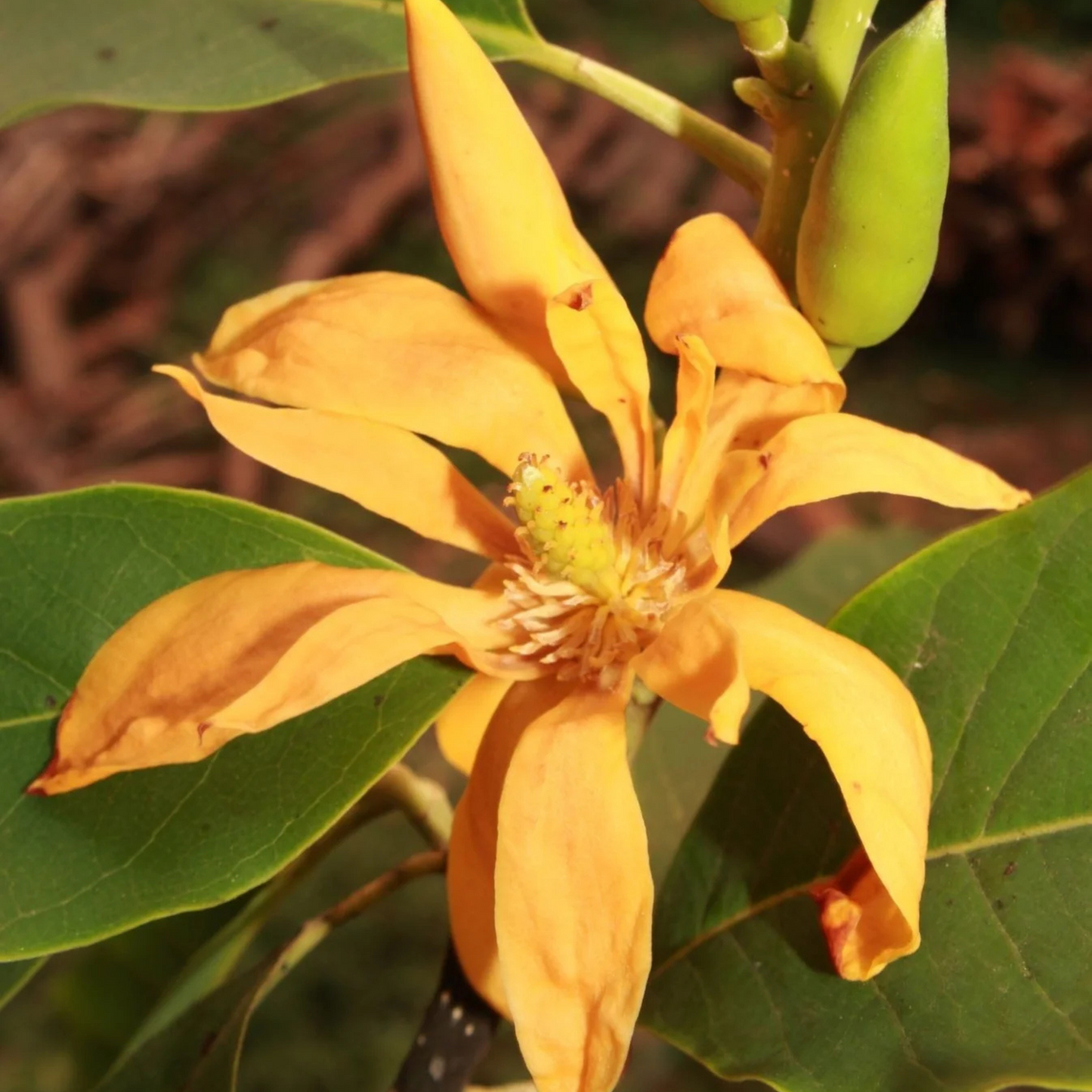 Yellow Champak (Magnolia champaca) Flowering Live Plant