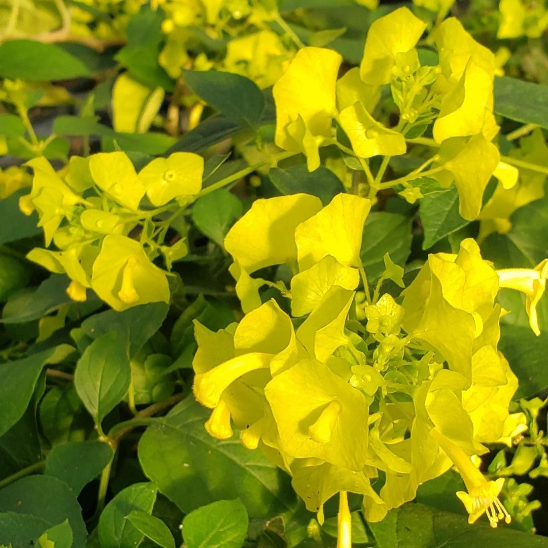 Yellow Chinese Hat (Holmskioldia) All Time Flowering Live Plant