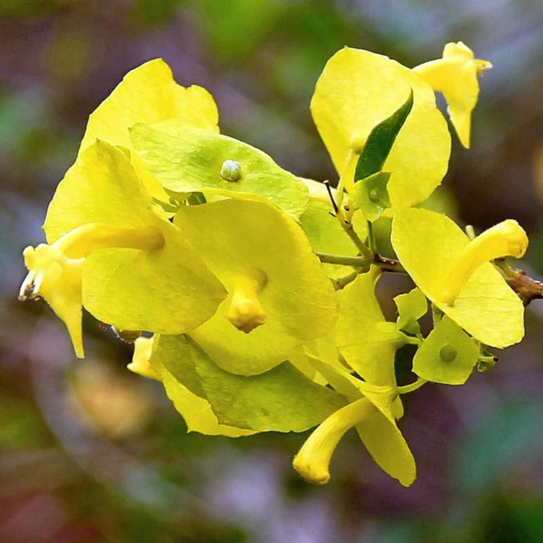 Yellow Chinese Hat (Holmskioldia) All Time Flowering Live Plant