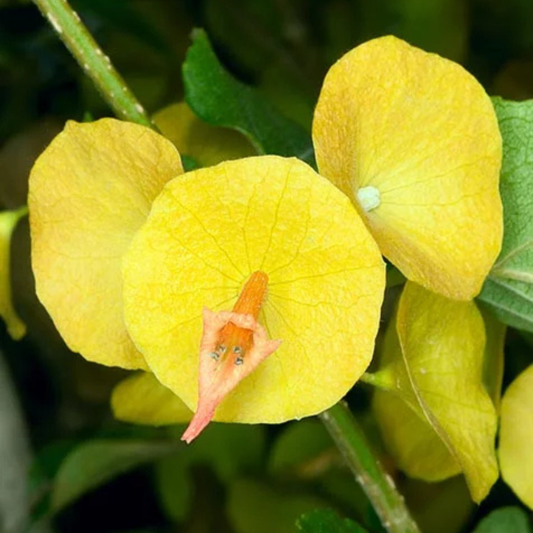 Yellow Chinese Hat (Holmskioldia) All Time Flowering Live Plant