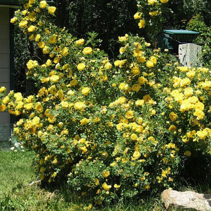 Yellow Climber Rose Rare Fragrant Climbing Rose Plant