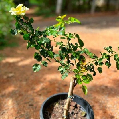 Yellow Climber Rose Rare Fragrant Climbing Rose Plant