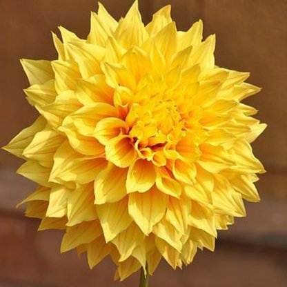 Yellow Dahlia Flowering Live Plant