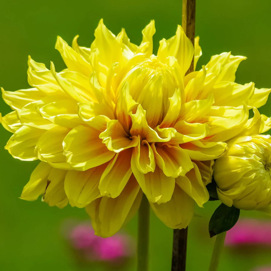 Yellow Dahlia Flowering Live Plant