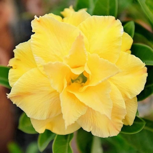 Yellow Desert Rose (Adenium obesum) Flowering Live Plant