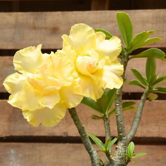 Yellow Desert Rose (Adenium obesum) Flowering Live Plant