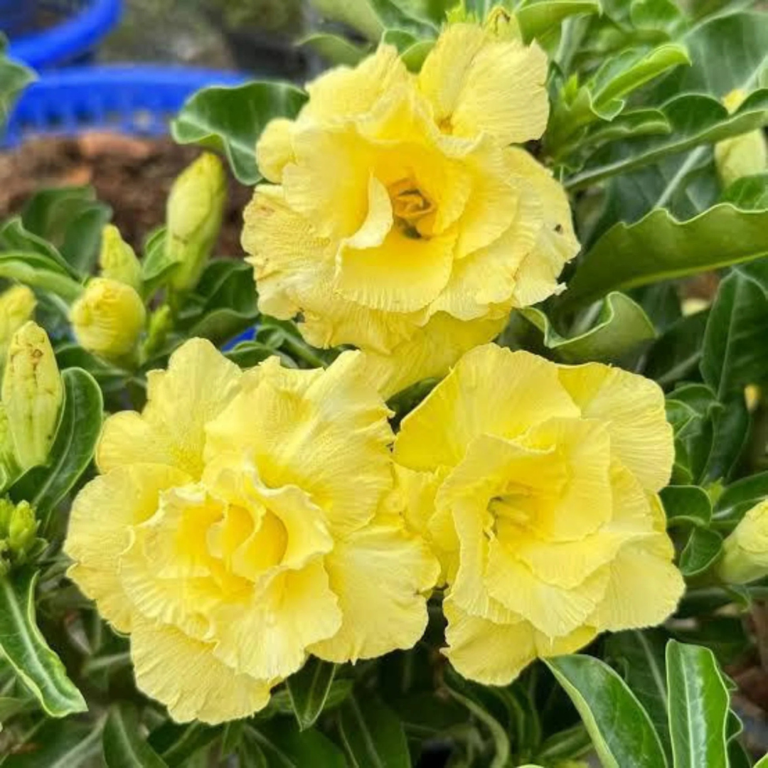 Yellow Desert Rose (Adenium obesum) Flowering Live Plant