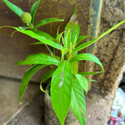 Yellow Kadamb (Neolamarckia cadamba) Flowering Live Plant