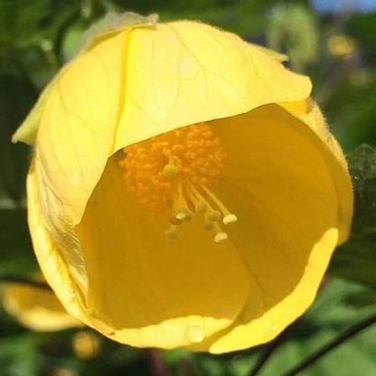Yellow Lantern Hibiscus Flowering Live Plant