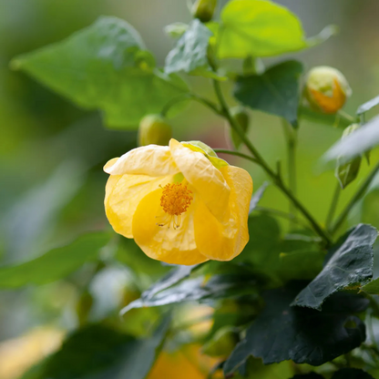 Yellow Lantern Hibiscus Flowering Live Plant