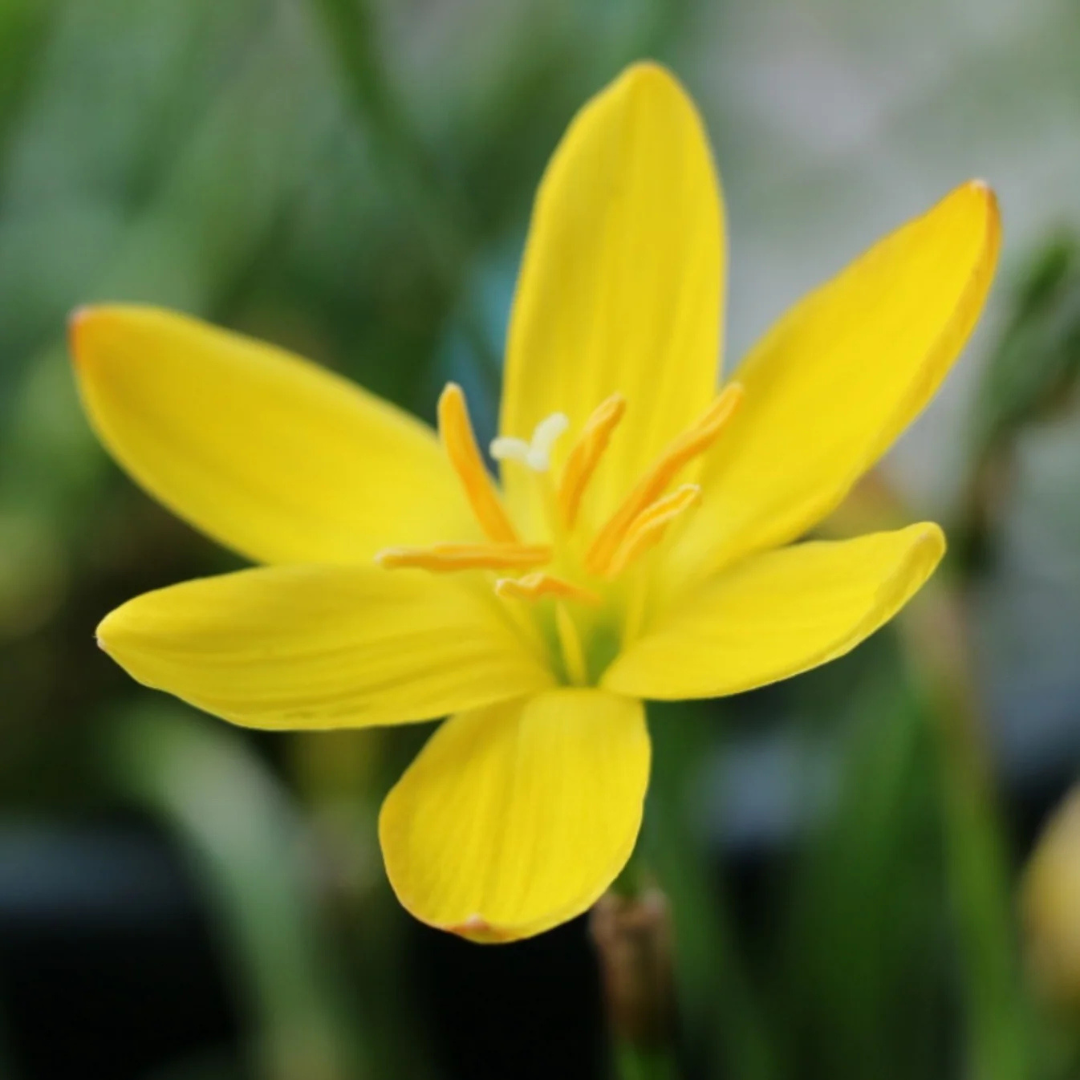 Yellow Rain Lily (Zephyranthes) Flowering Live Plant