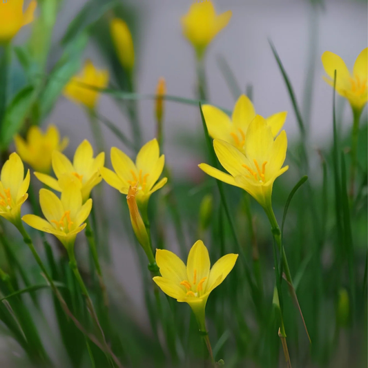 Yellow Rain Lily (Zephyranthes) Flowering Live Plant