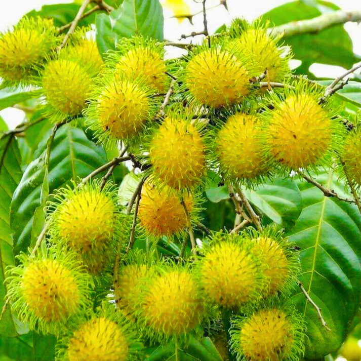 Yellow Rambutan (Nephelium lappaceum) Fruit Live Plant | Rare Golden ...