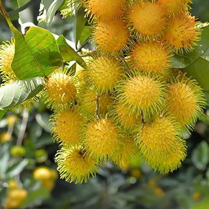 Yellow Rambutan (Nephelium lappaceum) Fruit Live Plant