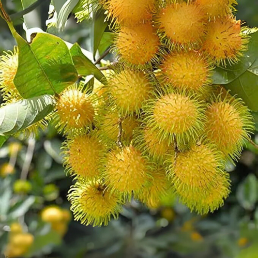 Yellow Rambutan (Nephelium lappaceum) Fruit Live Plant