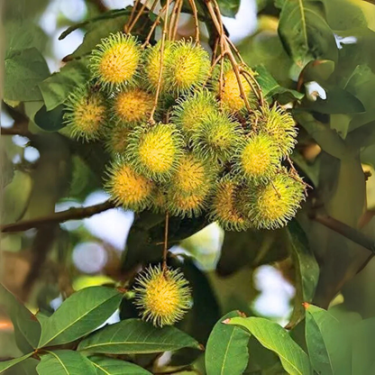 Yellow Rambutan (Nephelium lappaceum) Fruit Live Plant