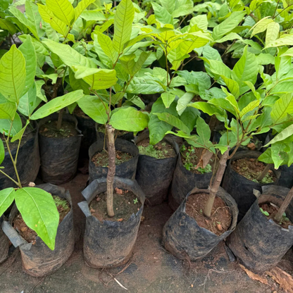 Yellow Rambutan (Nephelium lappaceum) Fruit Live Plant