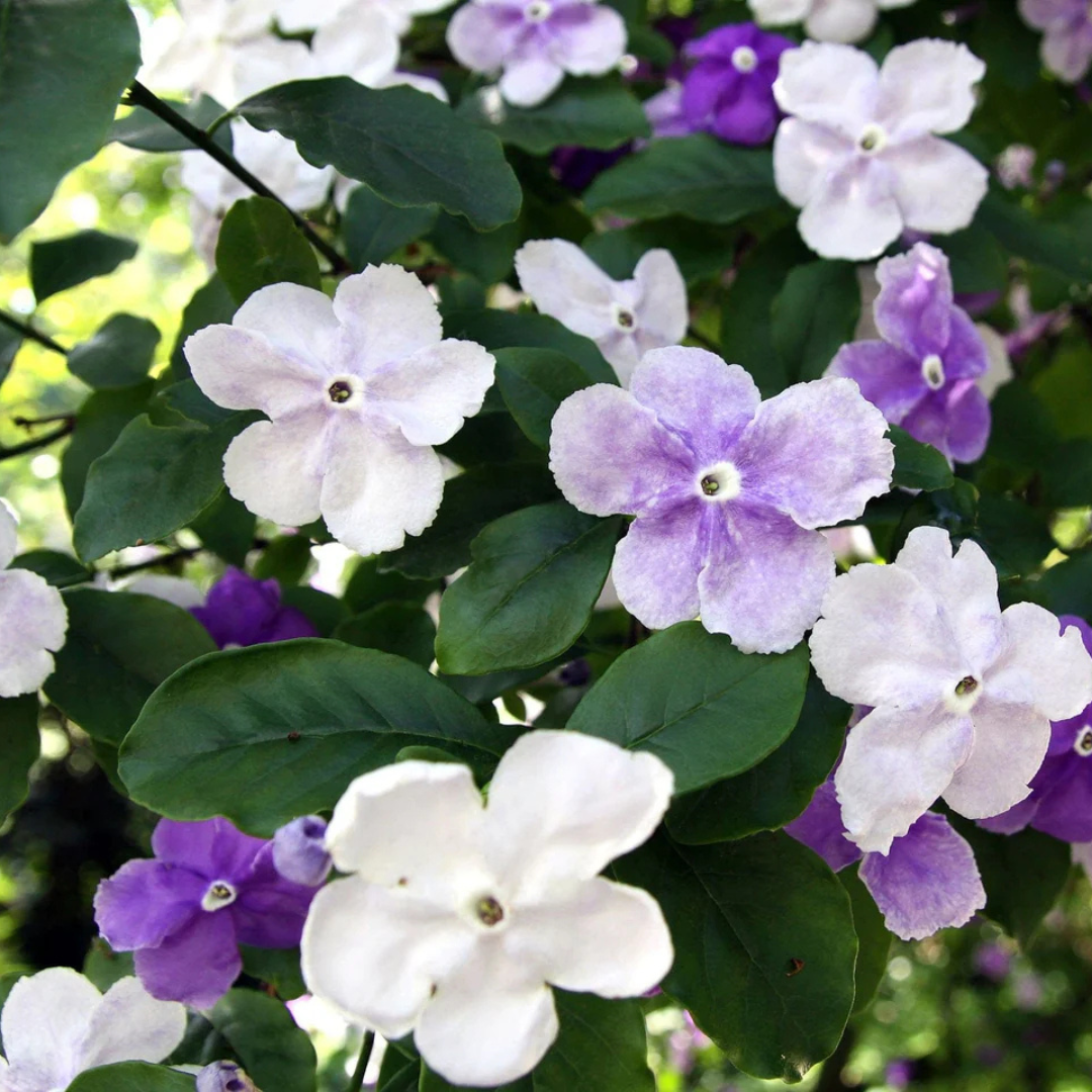 Yesterday Today Tommorrow (Brunfelsia pauciflora) Flowering Live Plant