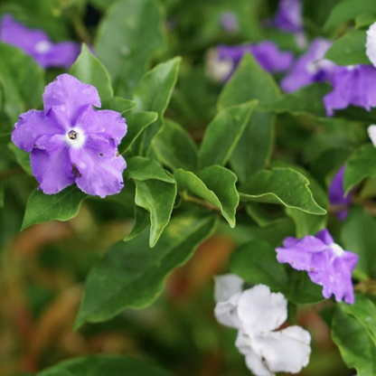 Yesterday Today Tommorrow (Brunfelsia pauciflora) Flowering Live Plant