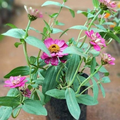 Zinnia Pink Flowering Live Plant